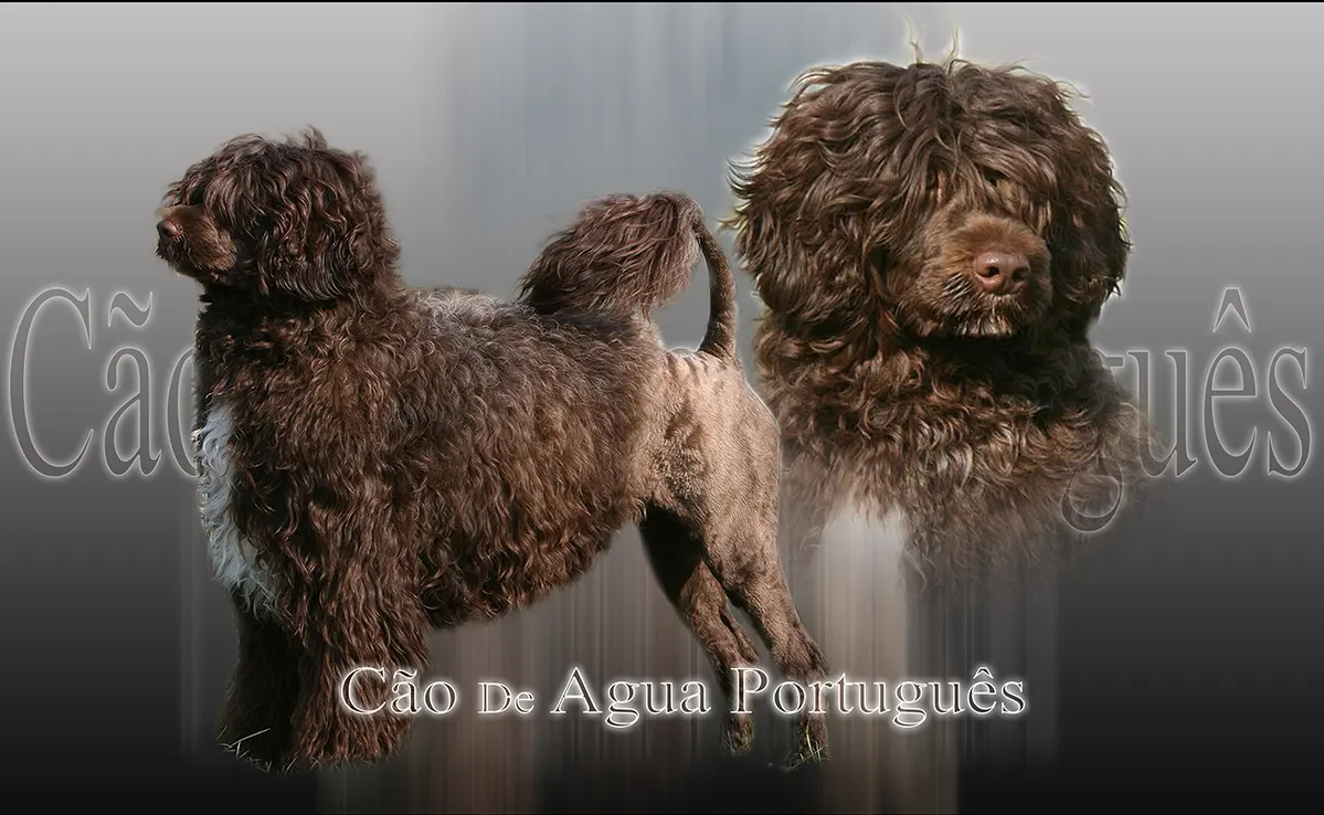 Cao De Agua Portugues