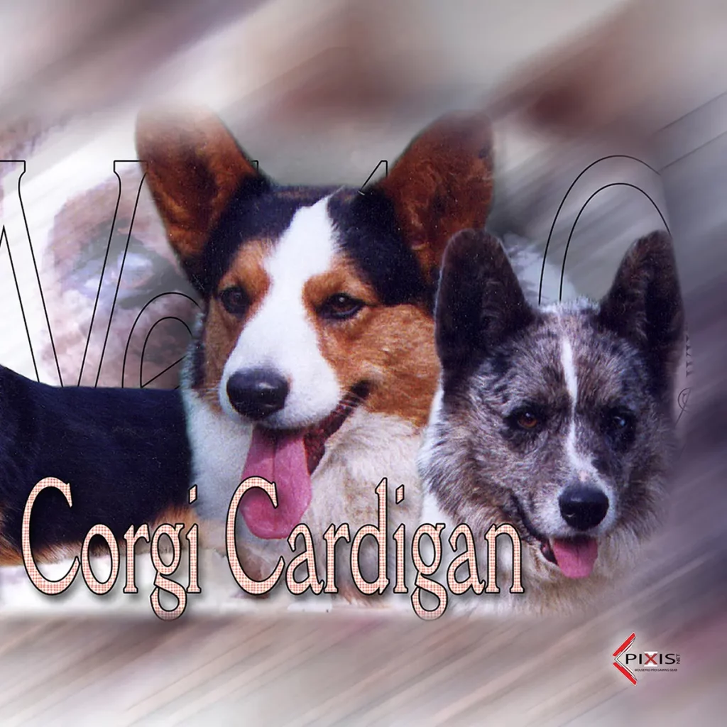 plaque attention chien welsh corgi cardigan