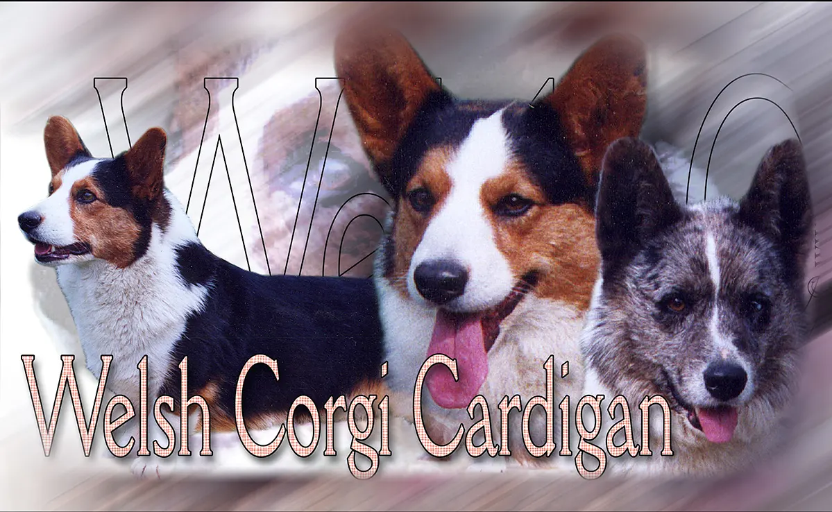 Welsh Corgi Cardigan