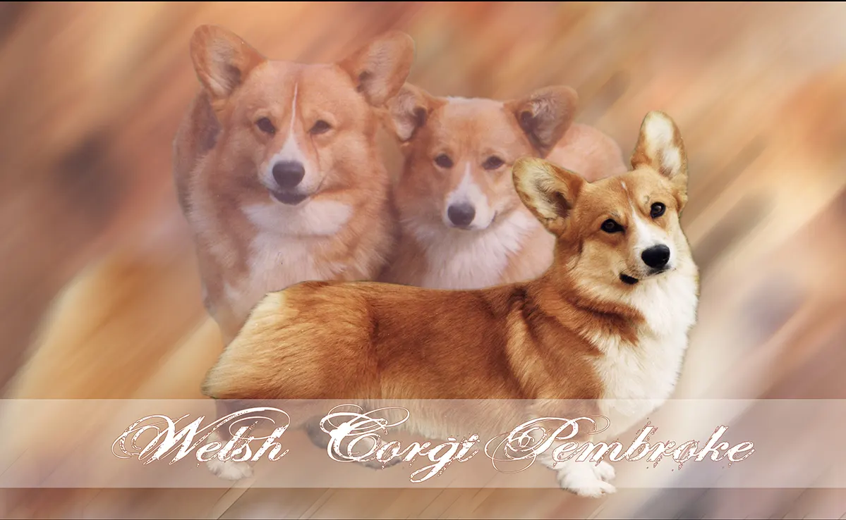 Welsh Corgi Pembroke