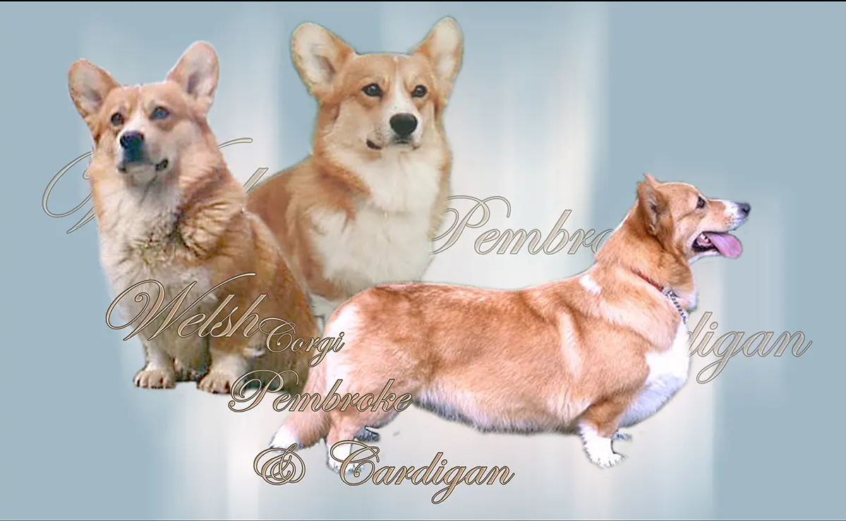 Welsh Corgi Pembroke