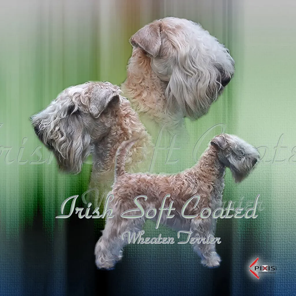 plaque attention chien irish soft coated