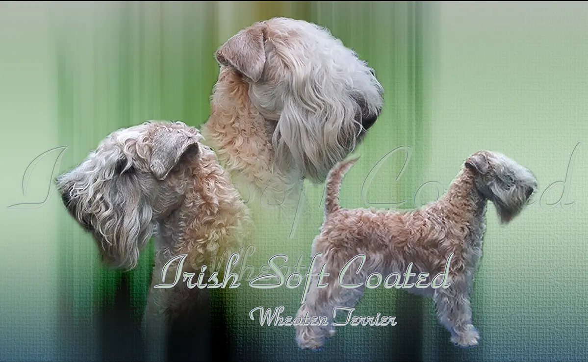 Irish Soft Coated