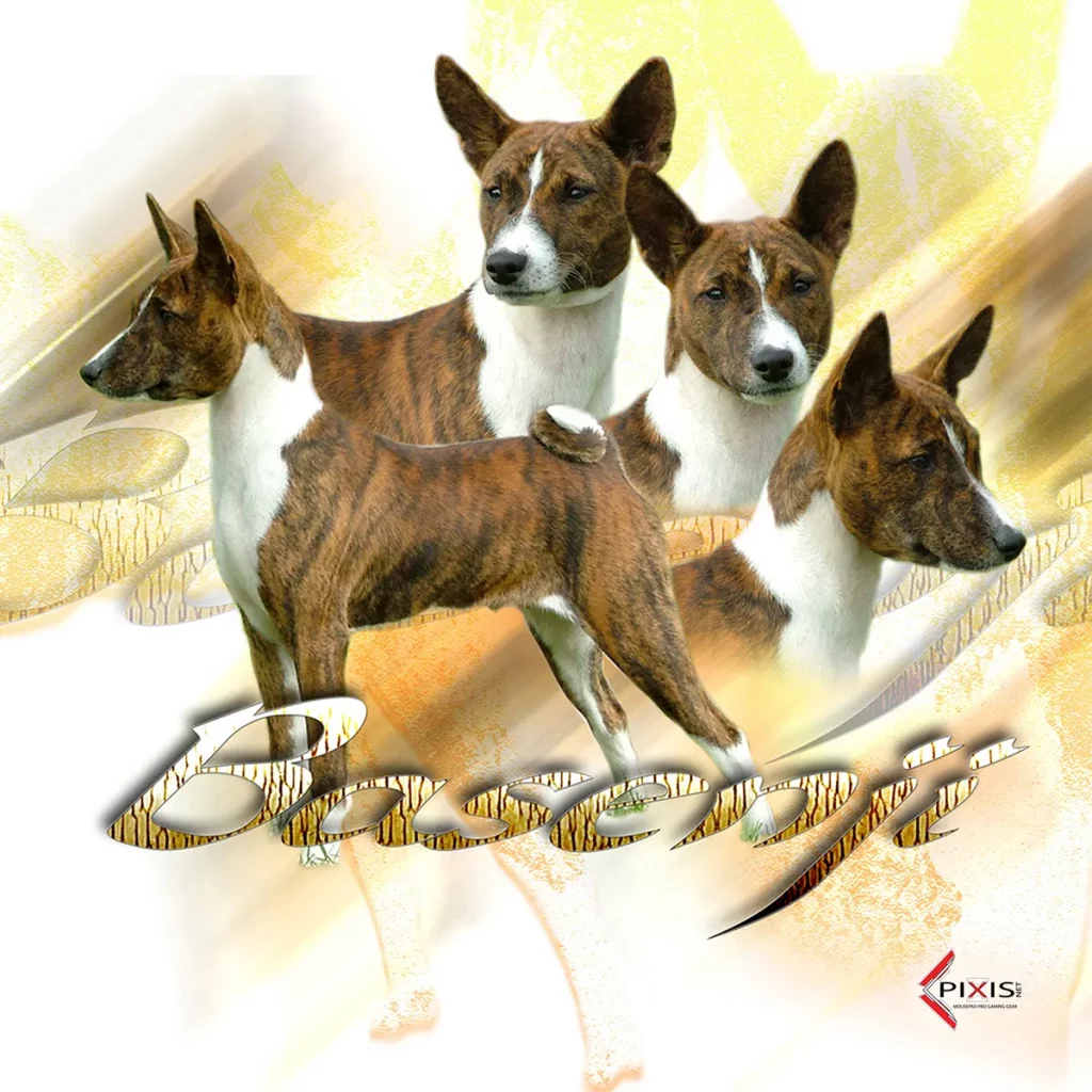 plaque attention chien basenji
