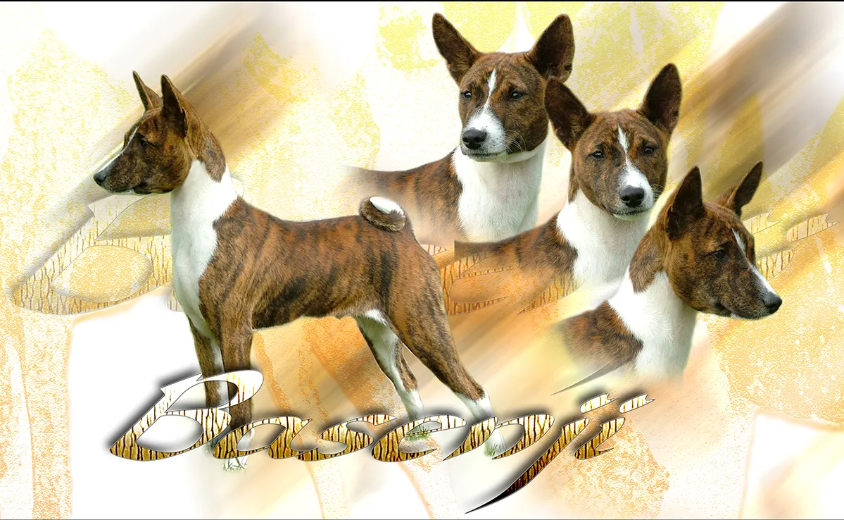 Basenji