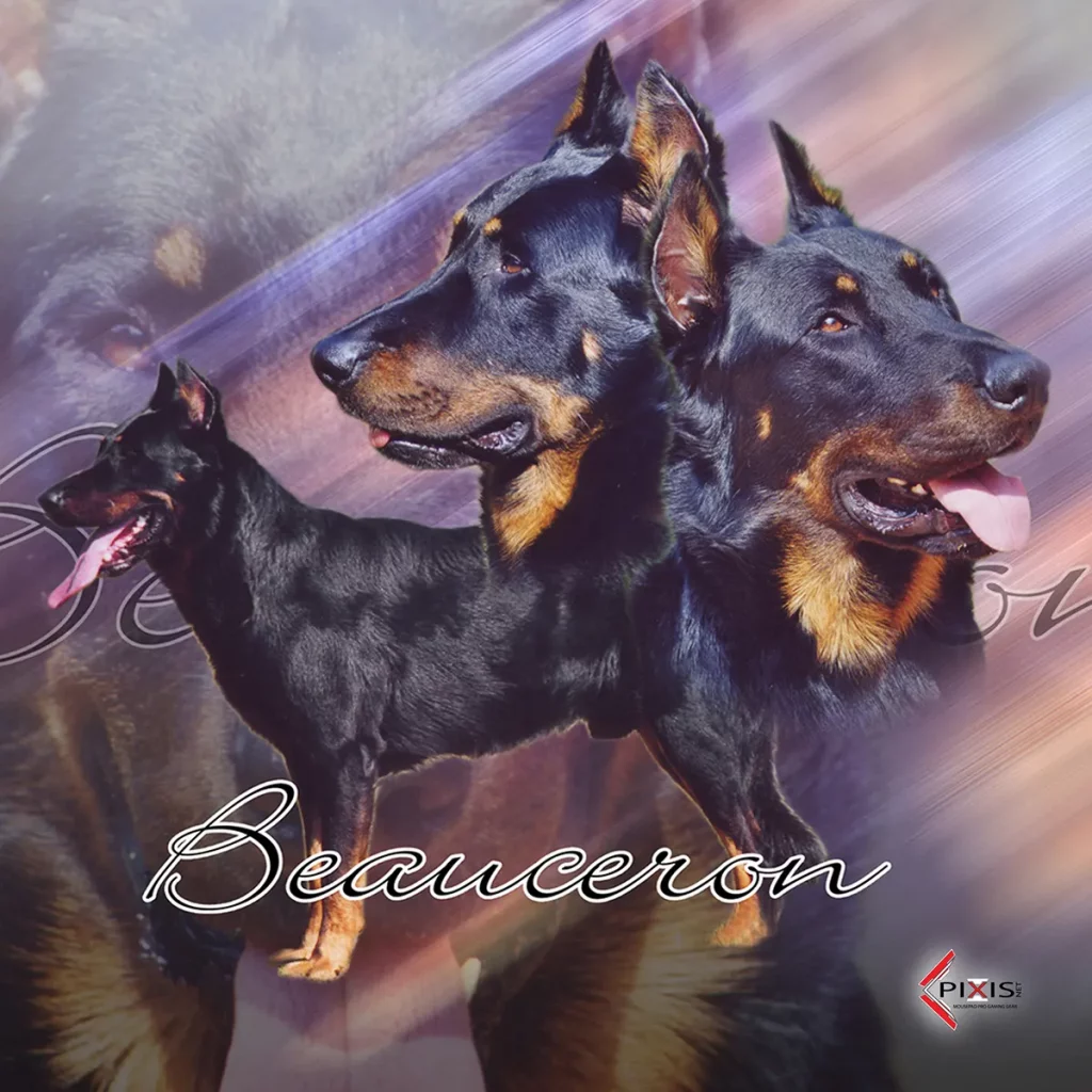 plaque attention chien berger de beauce