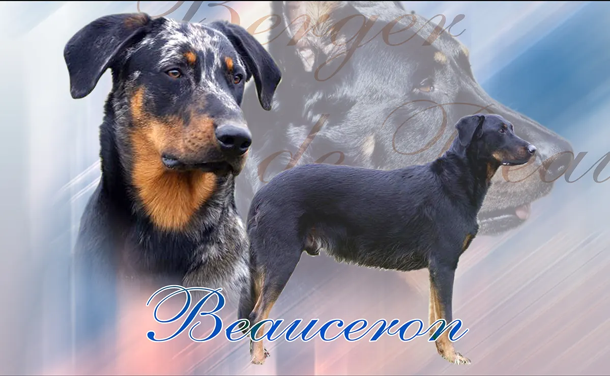 Berger De Beauce