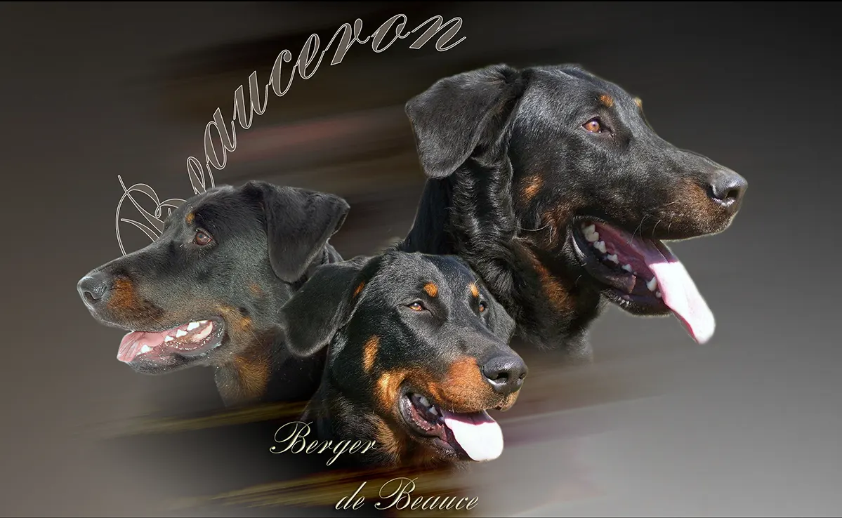 Berger De Beauce