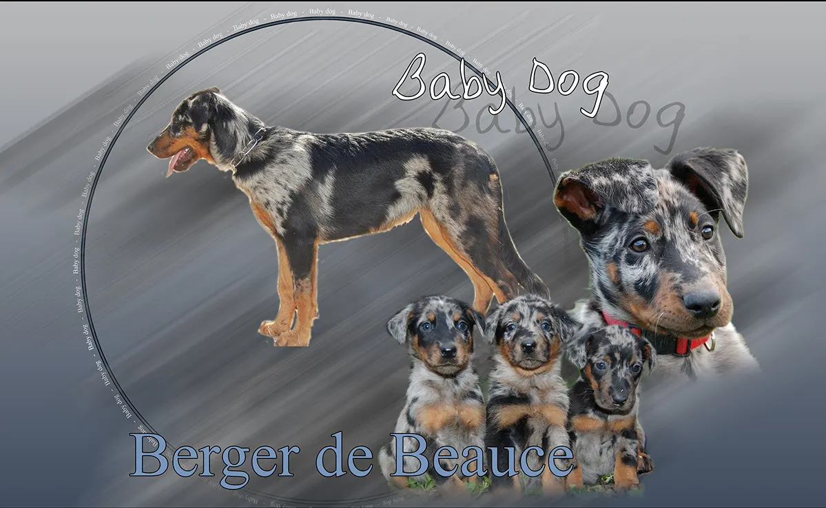 Berger De Beauce