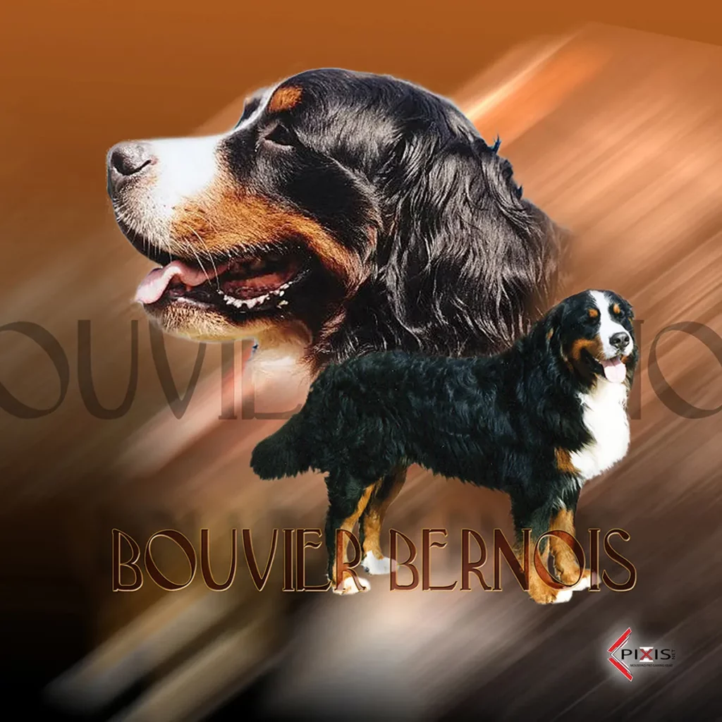 plaque attention chien bouvier bernois