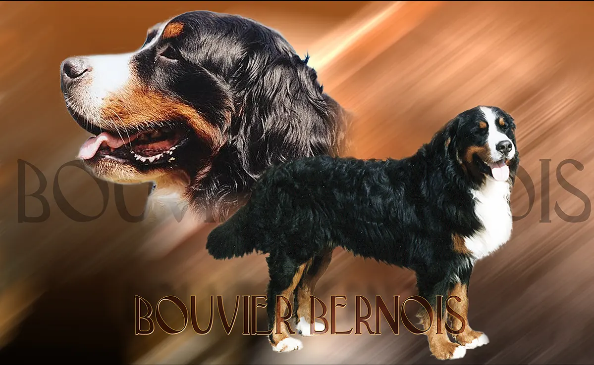 Bouvier Bernois