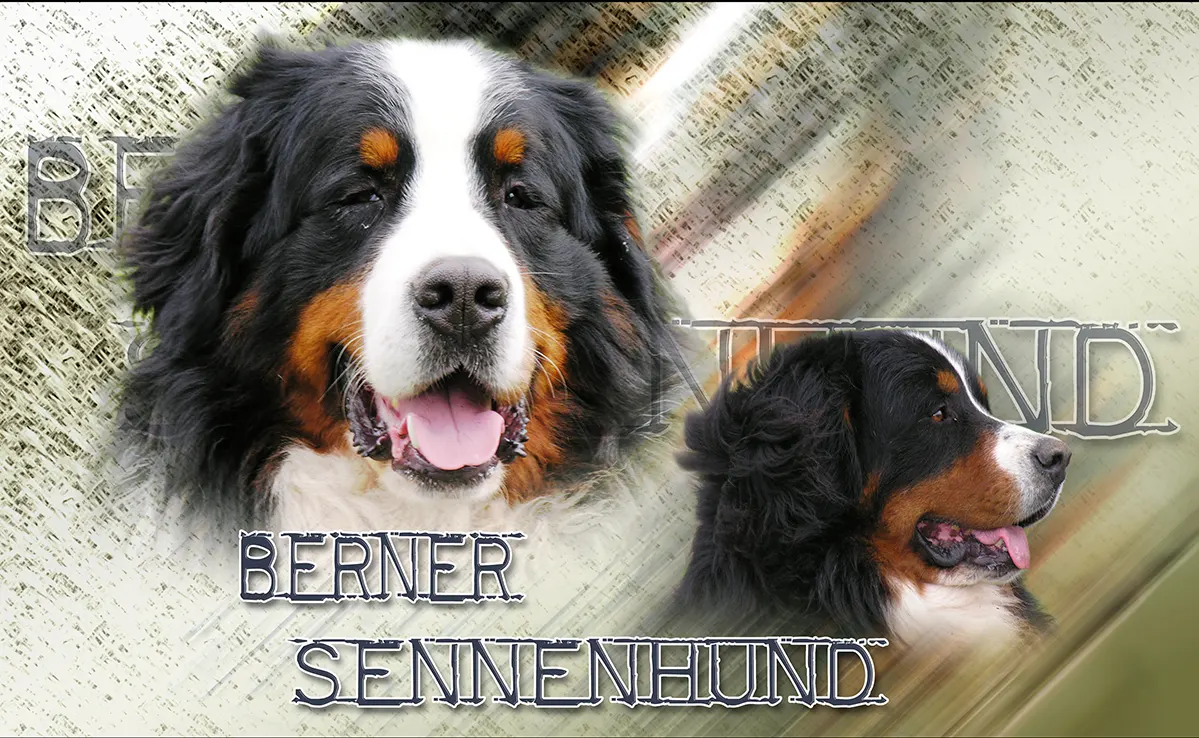 Bouvier Bernois