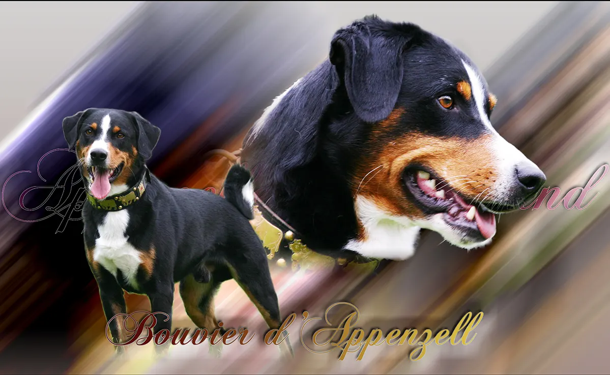 Bouvier Appenzell