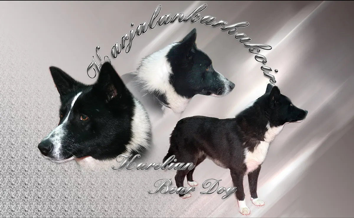 Chien D Ours De Carelie