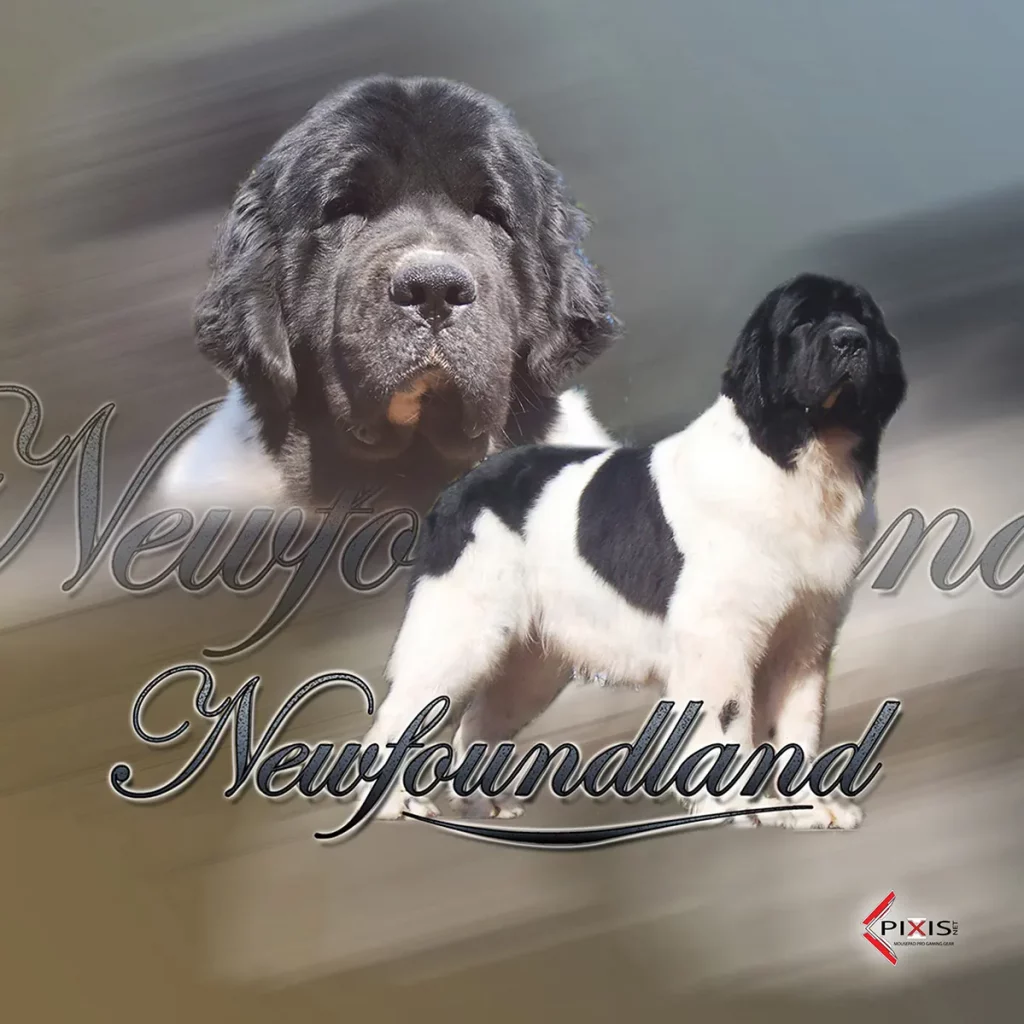 plaque attention chien terre neuve