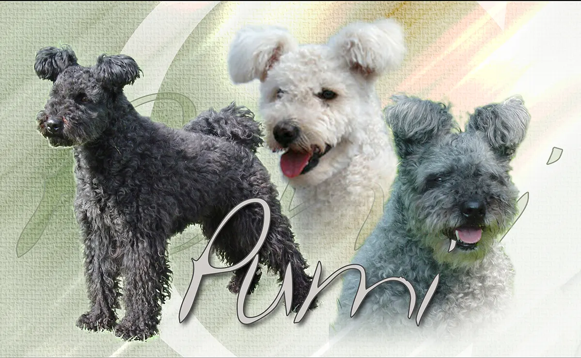 Pumi