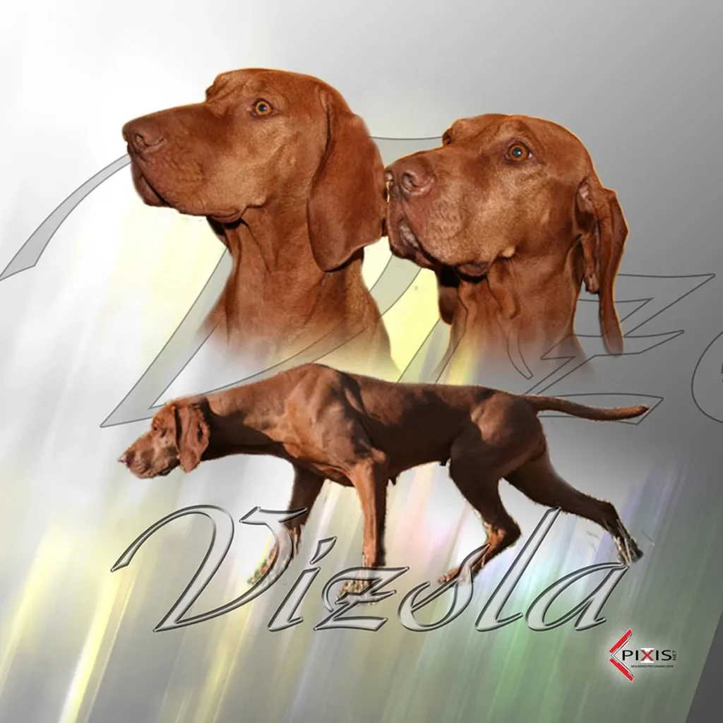 plaque attention chien braque hongrois