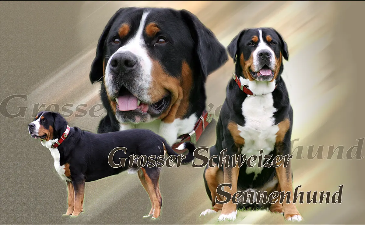 Grand Bouvier Suisse