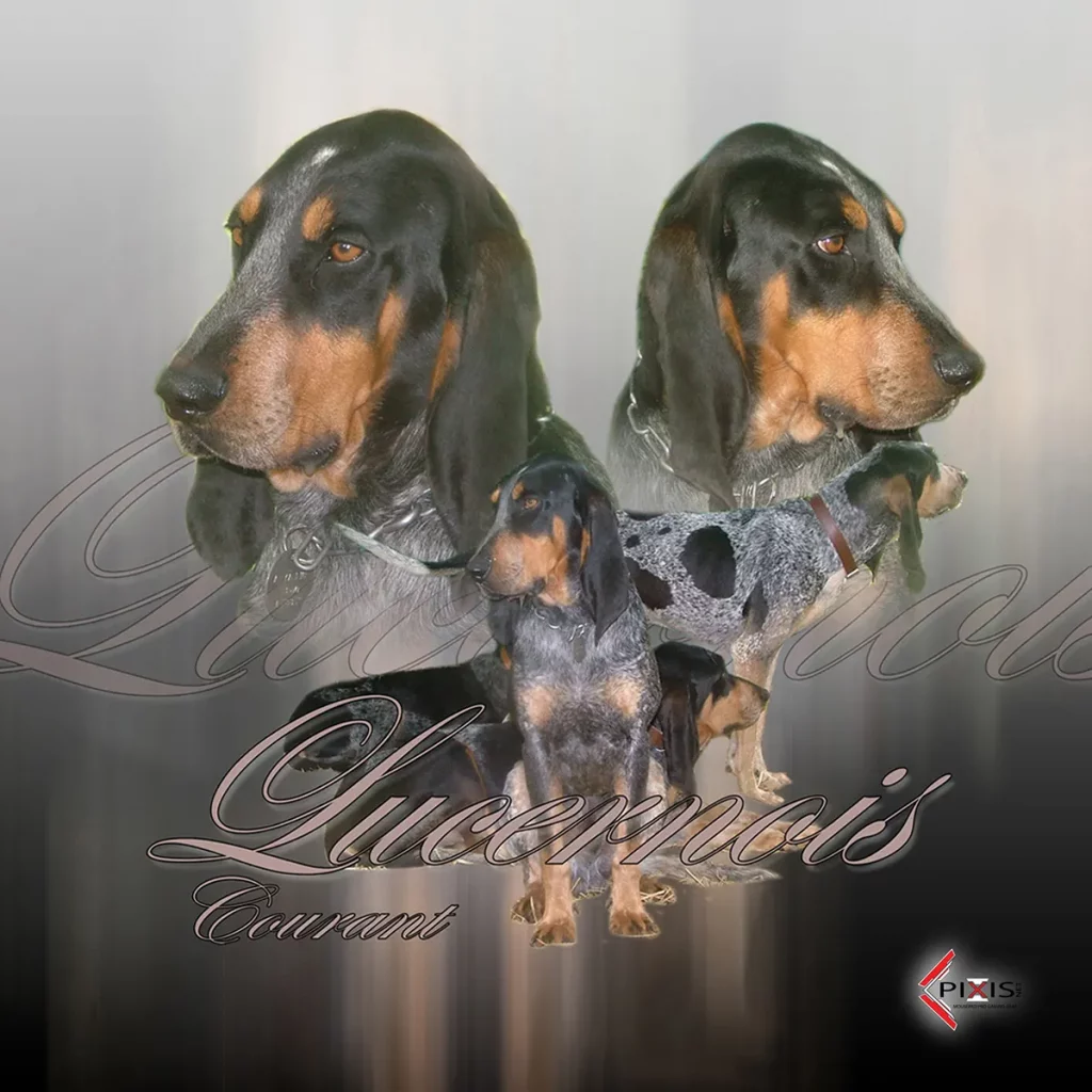 plaque attention chien lucernois