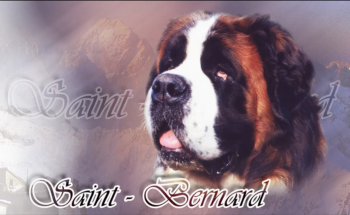 Saint Bernard