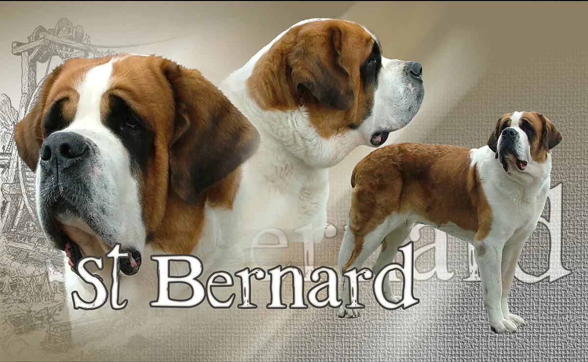 Saint Bernard
