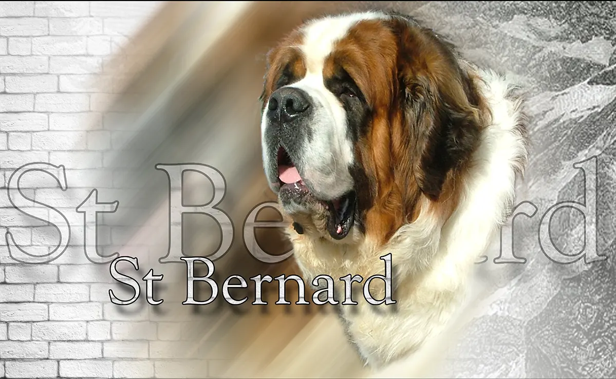 Saint Bernard