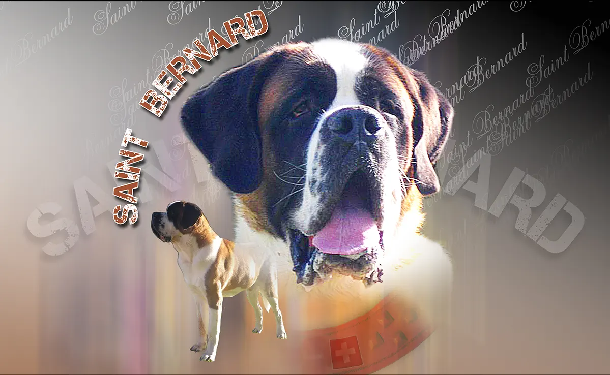 Saint Bernard