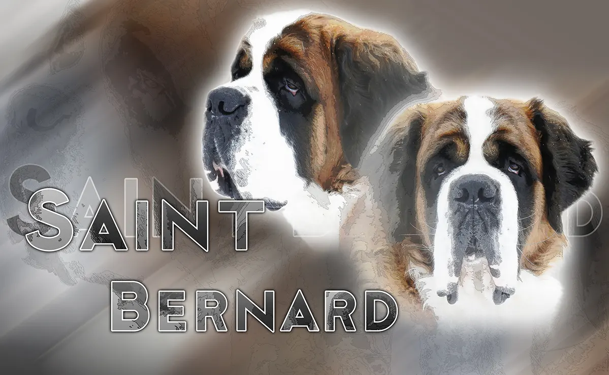 Saint Bernard