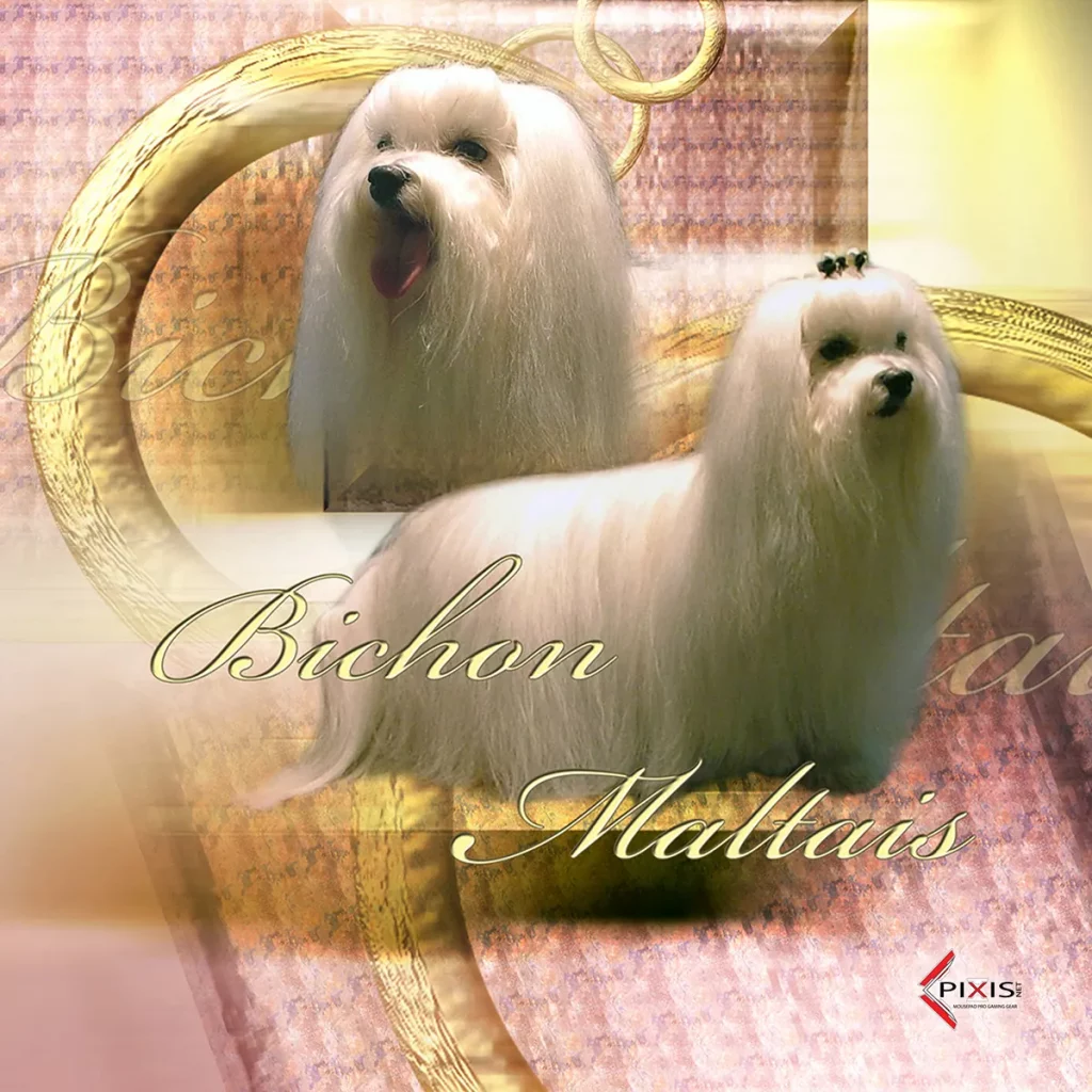 Bichon Maltais plaque attention chien bichon maltais