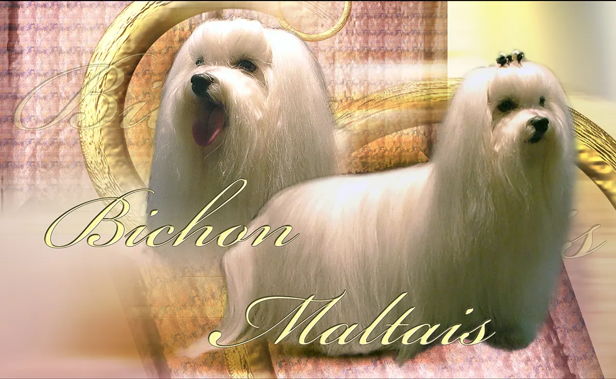 Bichon Maltais