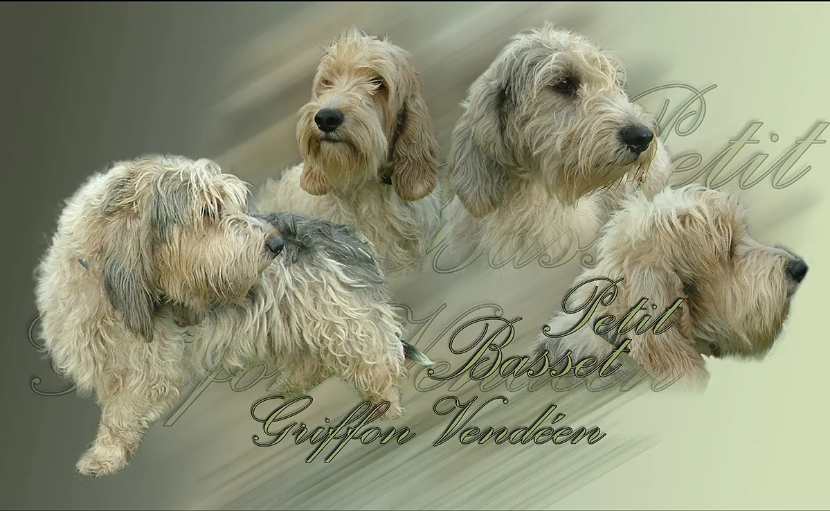 Petit Basset Griffon Vendeen