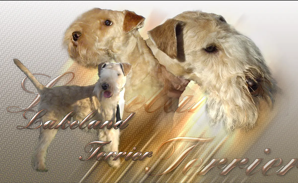 Lakeland Terrier