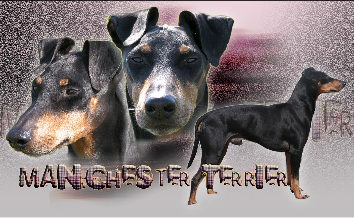 Manchester Terrier