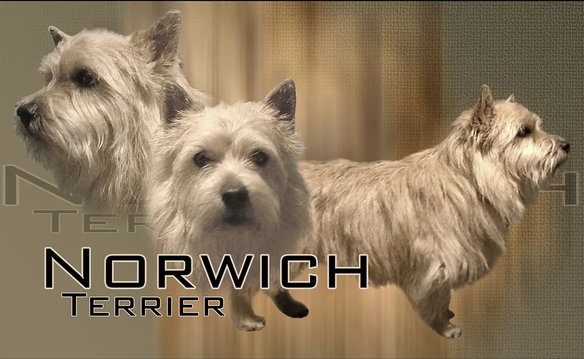 Norwish Terrier