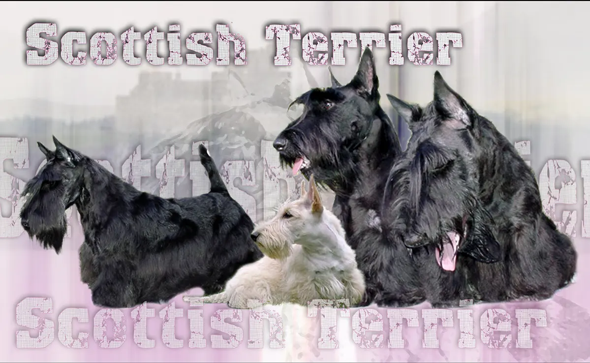Scottish Terrier