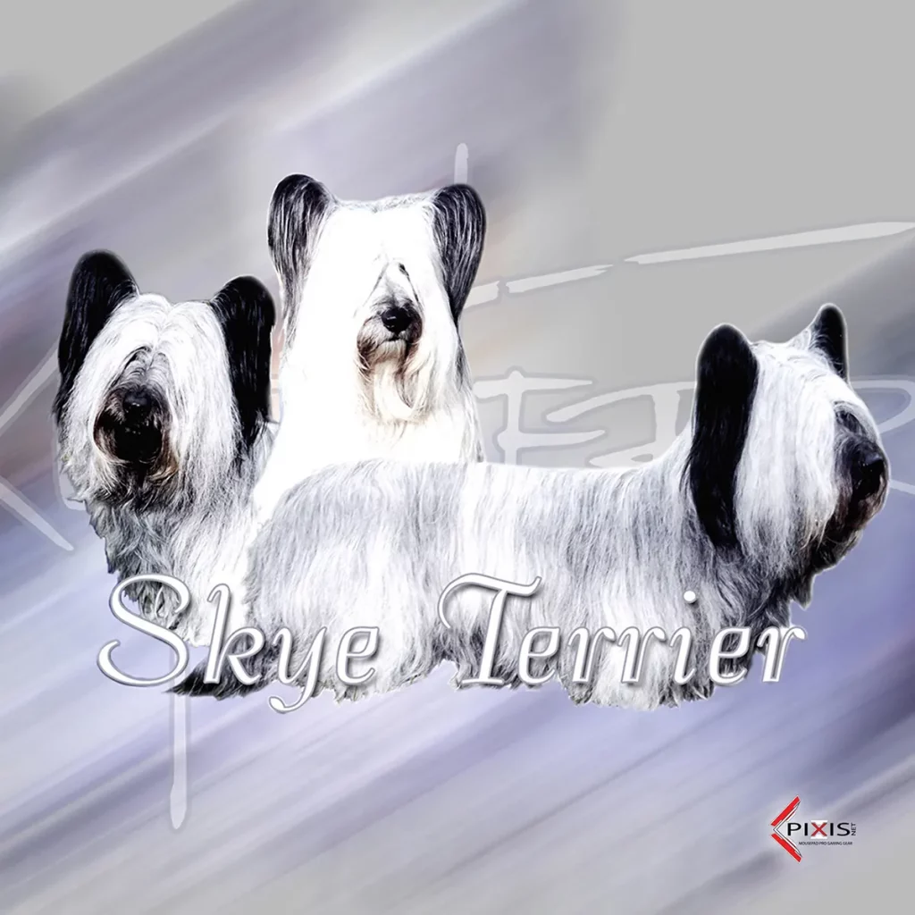 plaque attention chien skie terrier