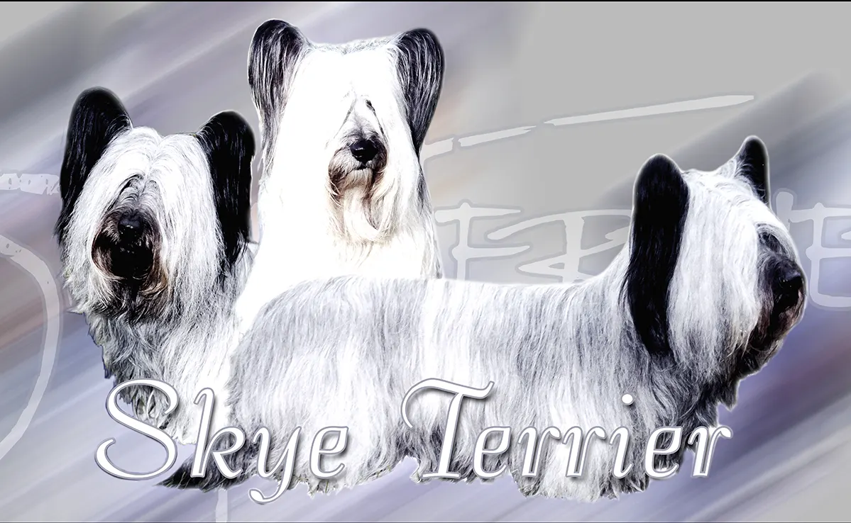 Skie Terrier