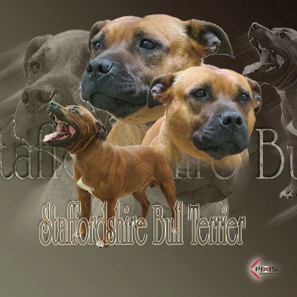 plaque attention chien staffordshire terrier