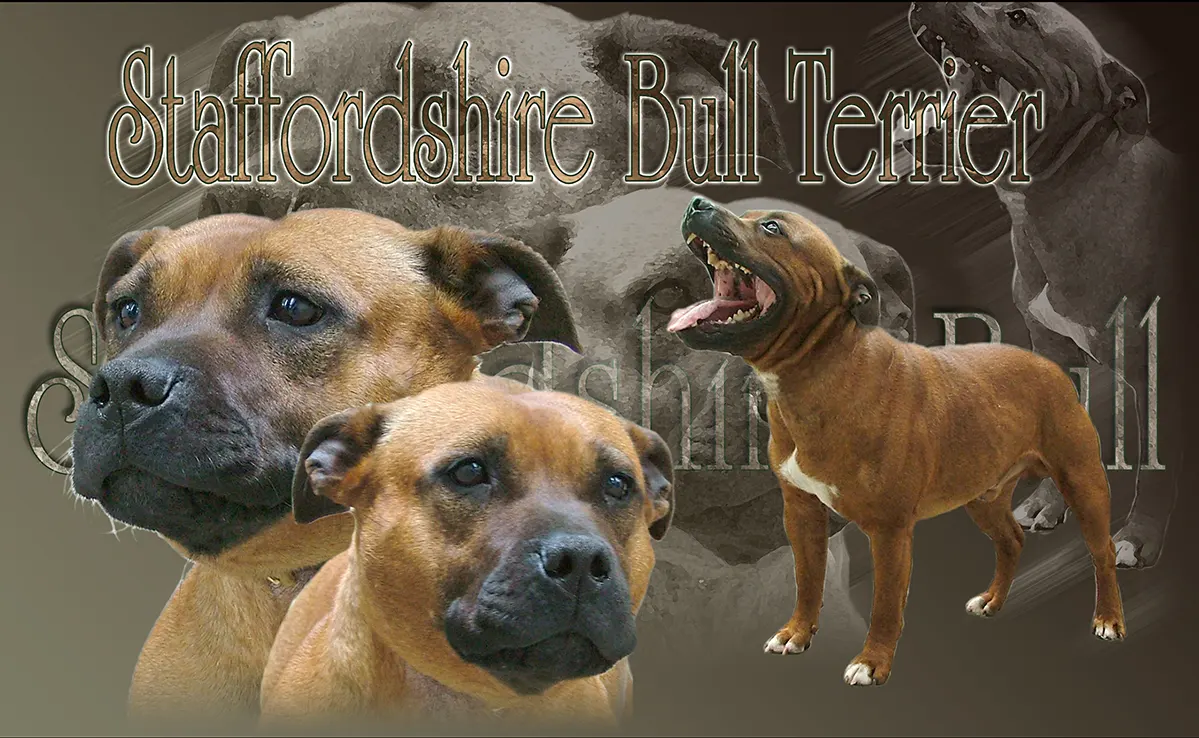 Staffordshire Terrier