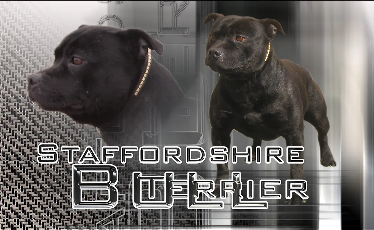 Staffordshire Terrier