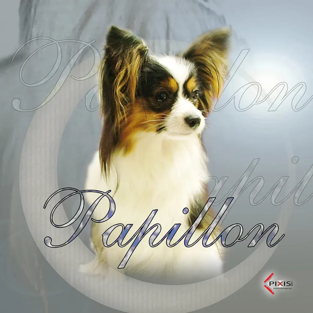plaque attention chien epagneul papillon