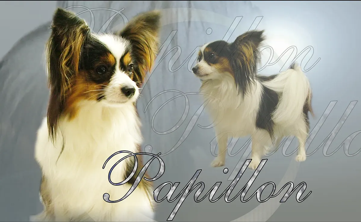 Epagneul Papillon