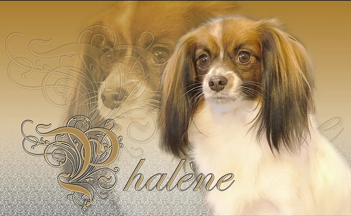 Epagneul Papillon