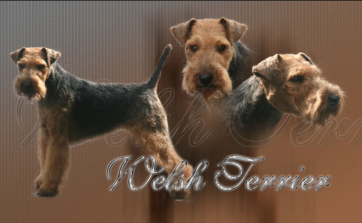 Welsh Terrier