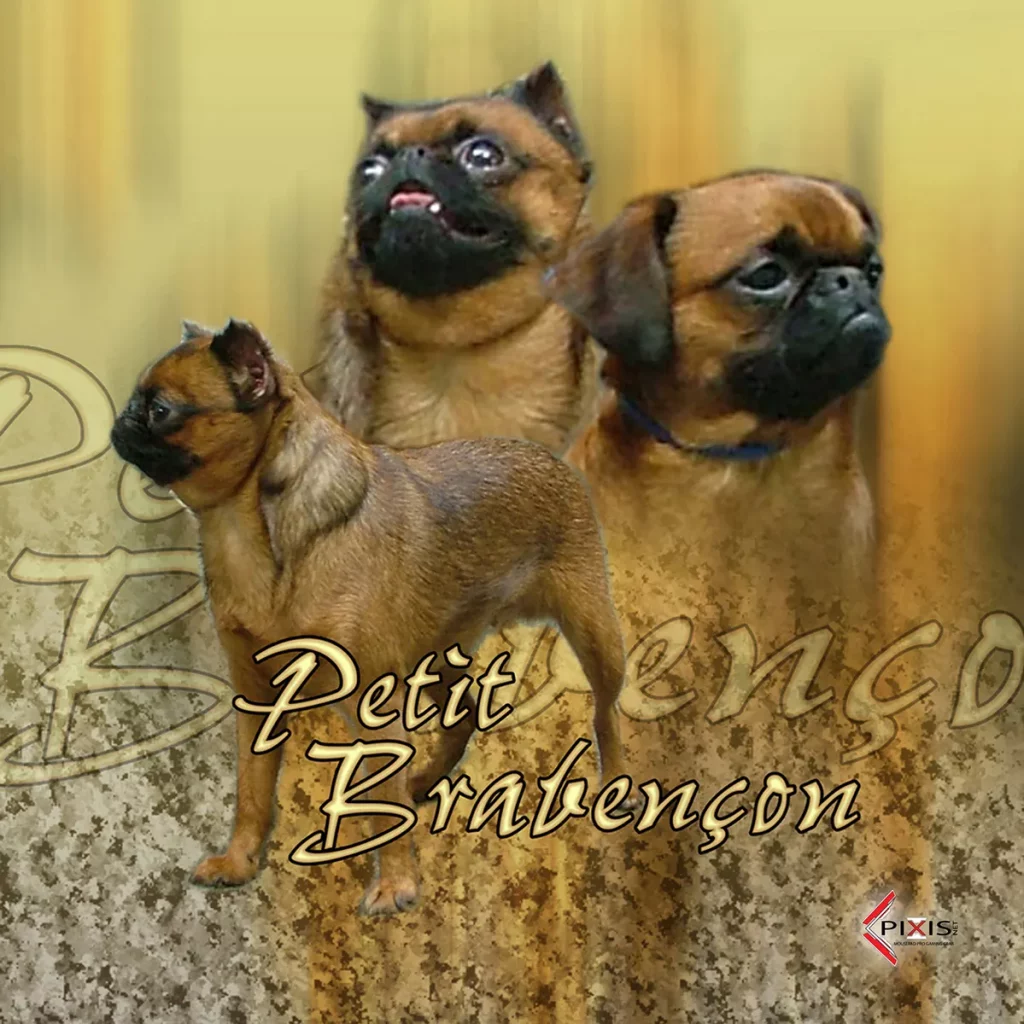 plaque attention chien petit brabancon