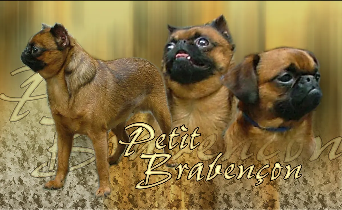 Petit Brabancon