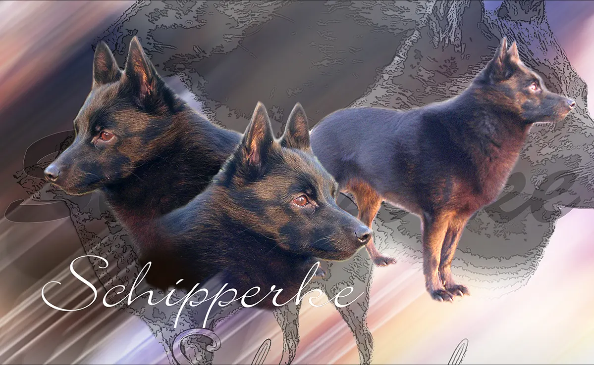 Schipperke