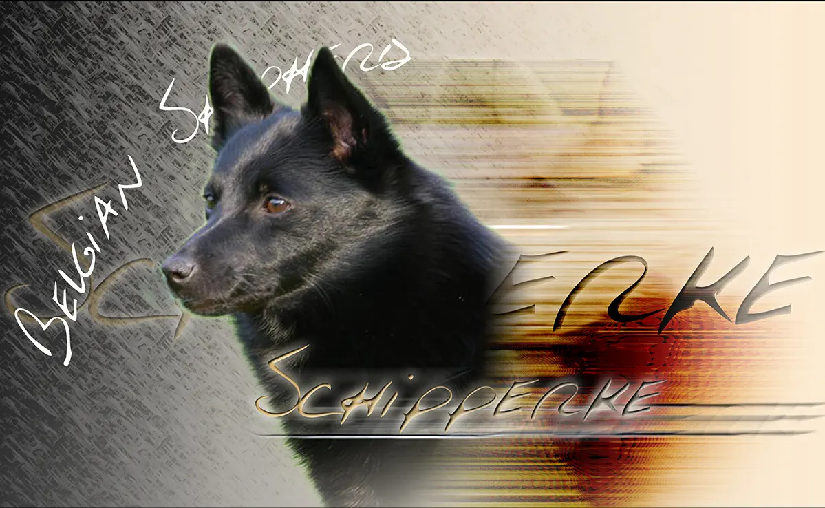 Schipperke