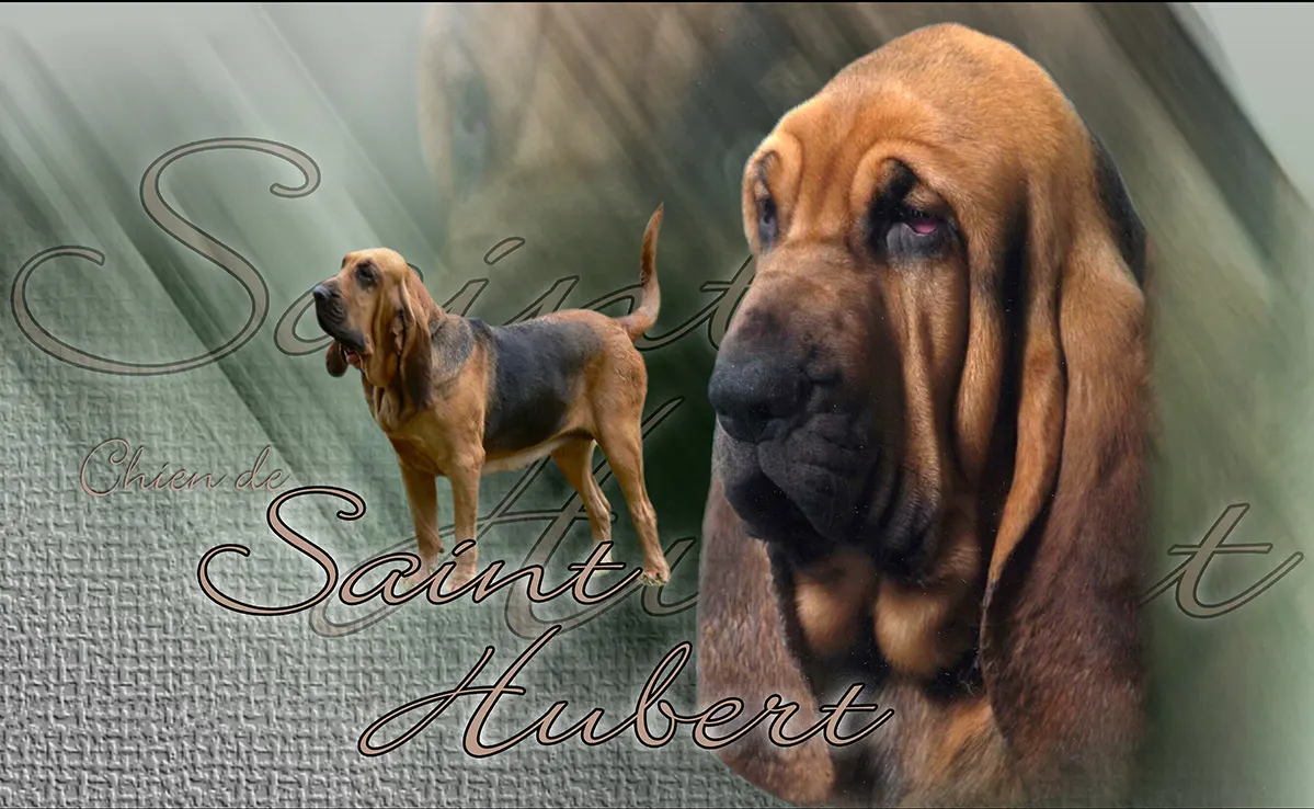 Saint Hubert