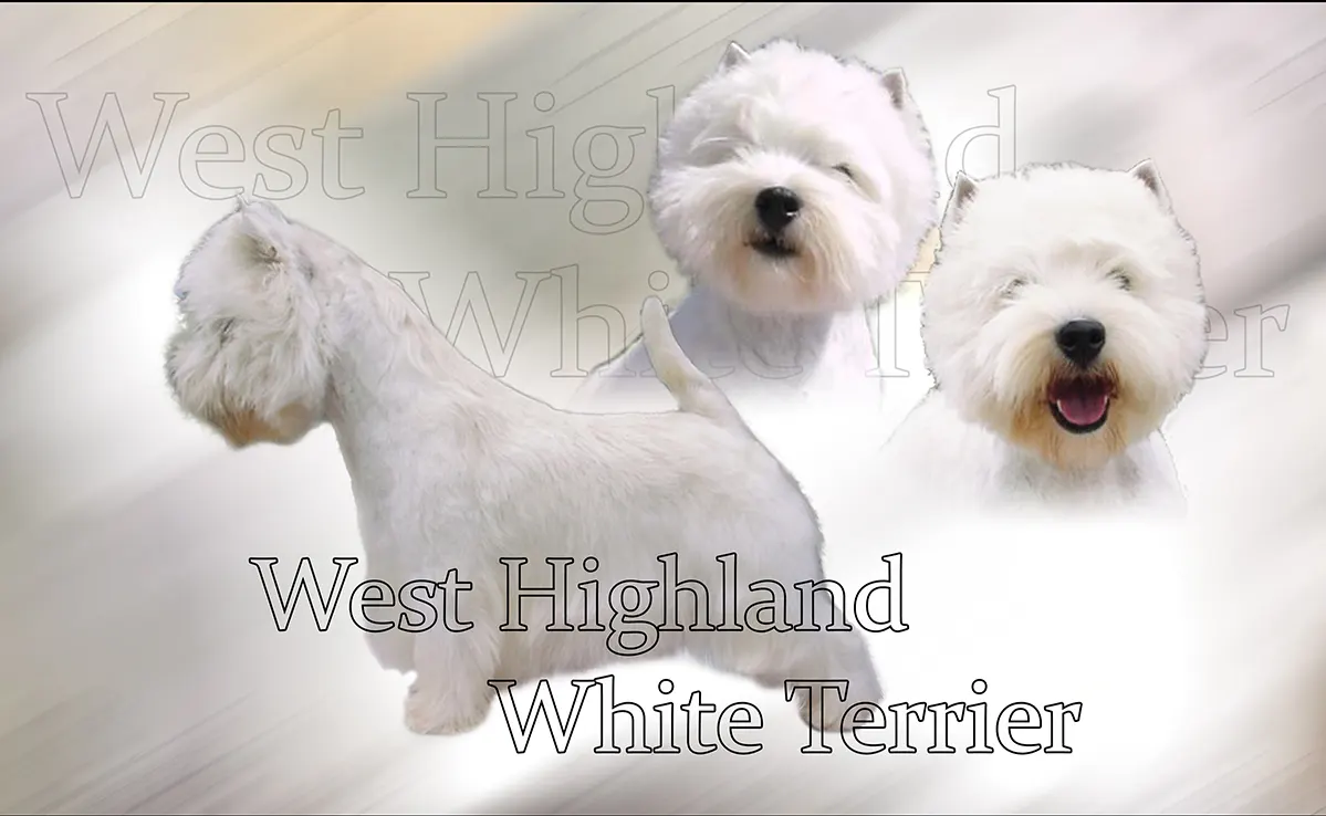 Westie Terrier